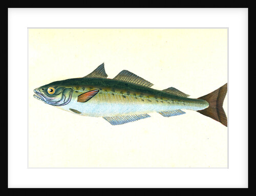 Coal Fish, Gadus Carbonarius by E. Donovan