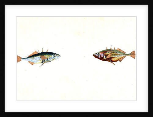 Stickleback, three-spined, Gasterosteus Aculeatus by E. Donovan