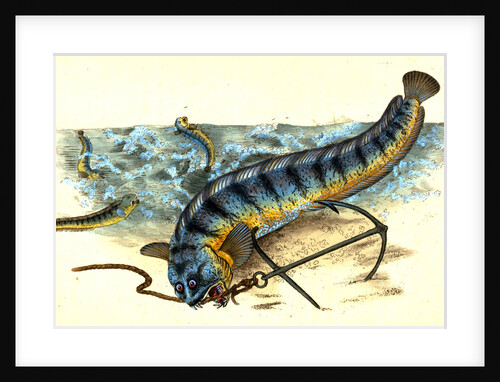 Wolf-fish, Anarhichas Lupus, 1802 by E. Donovan