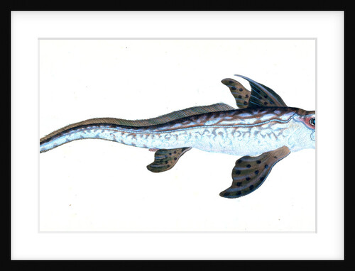 Sea Monster, Chimera monstrosa by E. Donovan