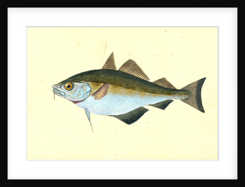 Bib, Gadus Luscus by E. Donovan