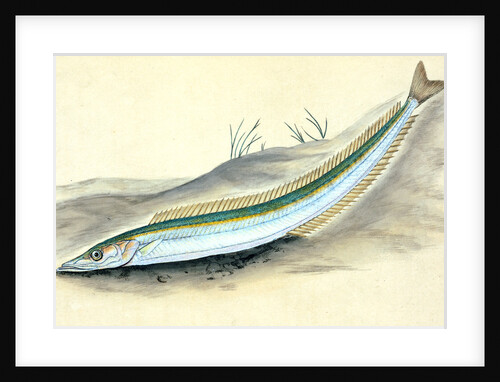 Sand Launce, Ammodytes Tobianus by E. Donovan