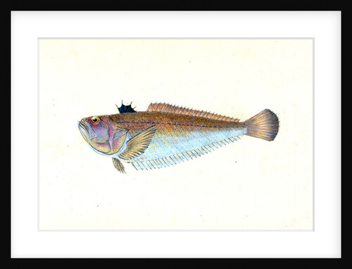 Weever, Trachinus Draco by E. Donovan