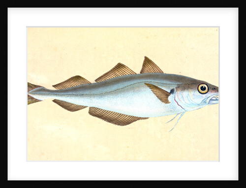 Whiting, Gadus Merlangius by E. Donovan