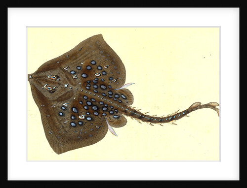 Thornback, Raia clavata by E. Donovan