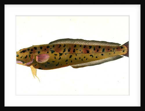 Cod, three-beared, Gadus Tricirratus by E. Donovan