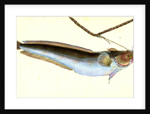 Cod, five-beared, Gadus Mustella by E. Donovan