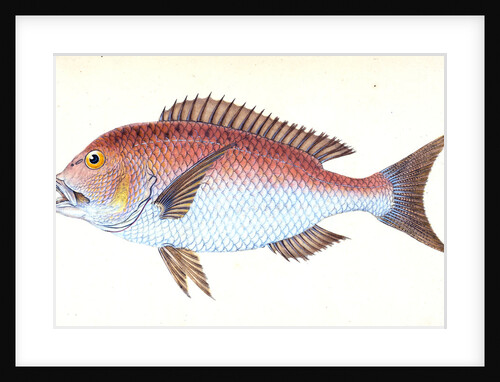 Sparus, four-toothed, Sparus dentex by E. Donovan