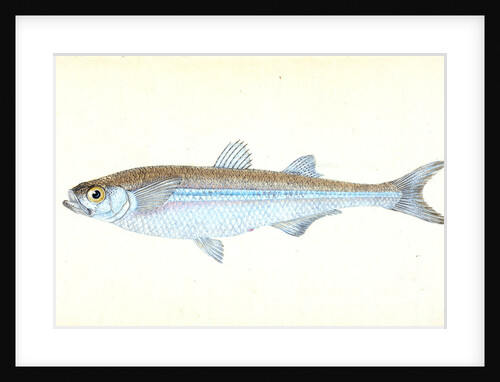 European Atherine, Atherina Hepsetus by E. Donovan