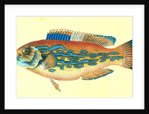 Wrasse, striped, Labrus Variegatus, 1802 by E. Donovan