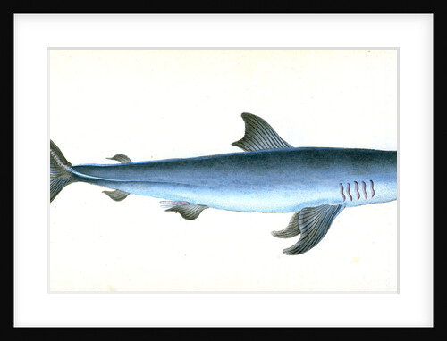 Porbeagle Shark, Squalus Cornubicus, 1808 by E. Donovan