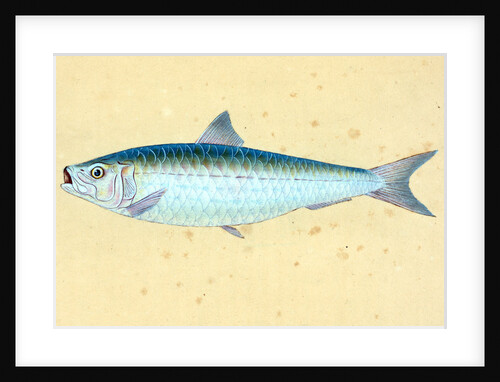 Gudgeon, Cyprinus Gobio by E. Donovan