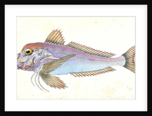 Piper, Trigla Lyra by E. Donovan