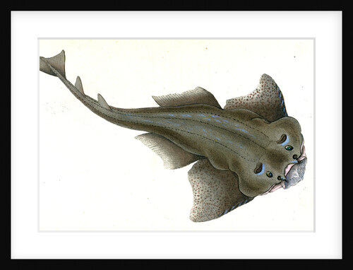 Angel shark, Squalus Squatina by E. Donovan