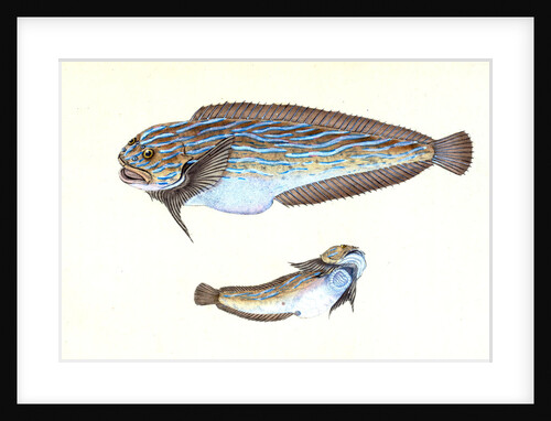 Trimaculated Wrasse, Labrus trimaculatus by E. Donovan