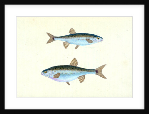 Sole, Pleuronectes Solea by E. Donovan