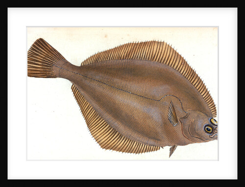 Unctuous Sucker, Cyclopterus liparis by E. Donovan