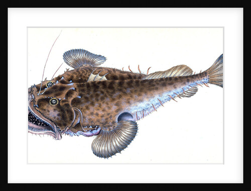 Fishing Frog, or Common Angler, Lophius Piscatorius by E. Donovan