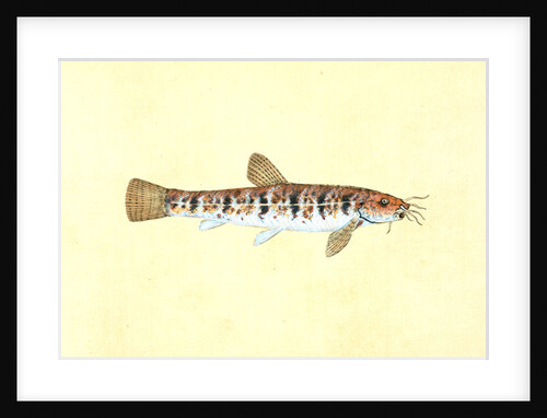 Loche, Cobitis Barbatula by E. Donovan