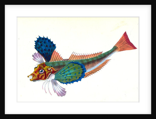 Gumard, sapphirine, Trigla hirundo by E. Donovan