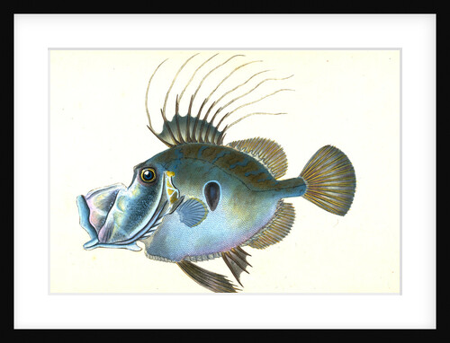 Doree, Zeus, Faber, 1802 by E. Donovan