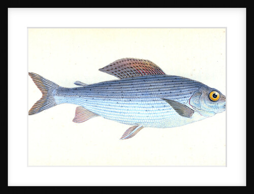 Grayling, Salmo Thymallus by E. Donovan