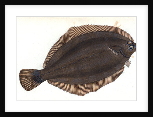 Basse, Perca labrax by E. Donovan