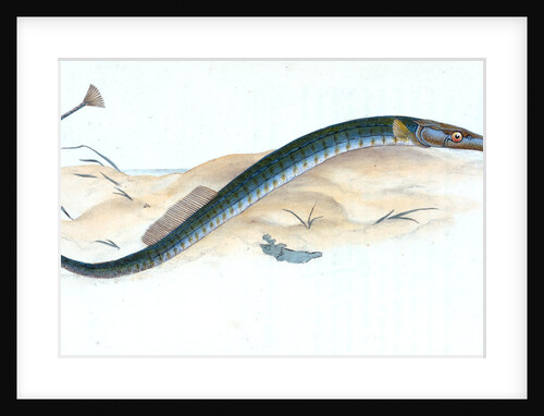 Pelagic Pipe-fish, Syngnathus Pelagicus by E. Donovan