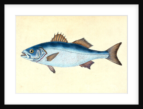 Turbot, Pleuronectes maximus by E. Donovan