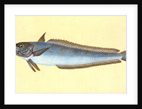 Hake, Gadus Merluccius by E. Donovan