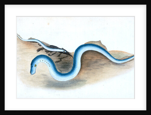 Shorter Pipe-fish, Syngnathus Typhle by E. Donovan