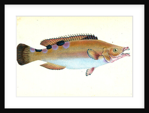 Whiff, Pleuronectes megastoma by E. Donovan