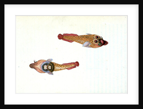 Sucker, Ocellated, Cyclopterus Ocellatus by E. Donovan