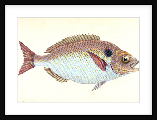 Lunulated Gilt-head, Sparus aurata by E. Donovan