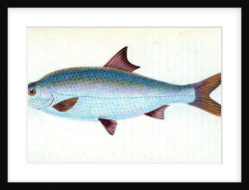 Pilchard,Clupea pilcardus by E. Donovan