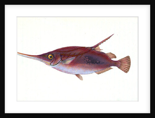 Common Sturgeon, Acipenser Sturio by E. Donovan