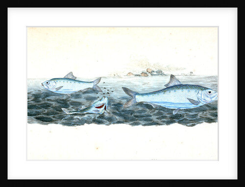 Clupea alosa, young, White Bait by E. Donovan