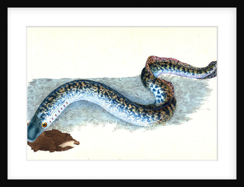 Great, or Sea Lamprey, Petromyzon marinus by E. Donovan