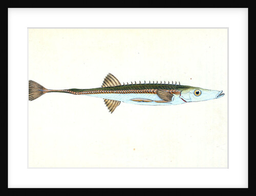 Smelt, Salmo eperlanus by E. Donovan