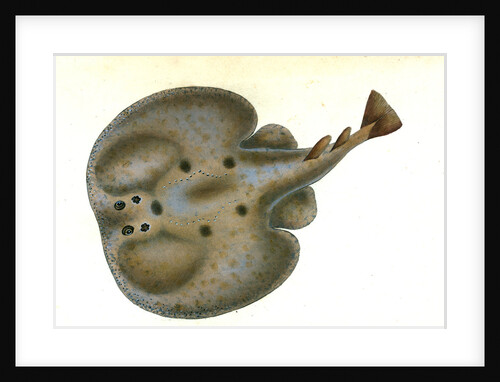 Lesser Spotted Dog-fish, Squalus Catulus by E. Donovan