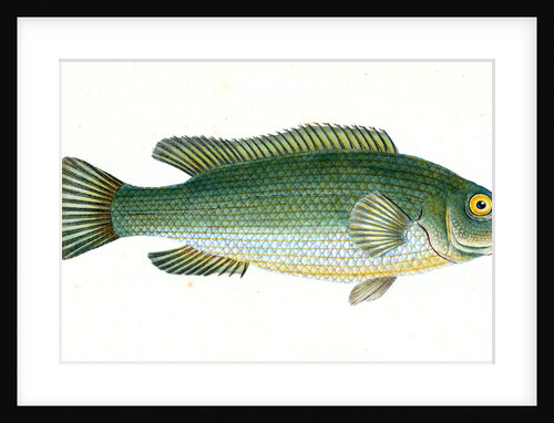 Wrasse, streaked, Labrus lineatus by E. Donovan