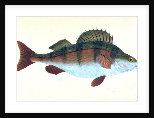 Lesser Lamprey, Petromyzon fluvialitis by E. Donovan