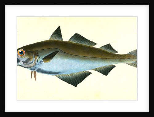 Pollack, Gadus Pollachius, 1802 by E. Donovan