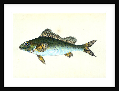 Ruffe, Perca cernua by E. Donovan