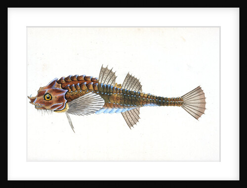 Pogge, CottusCataphractus by E. Donovan