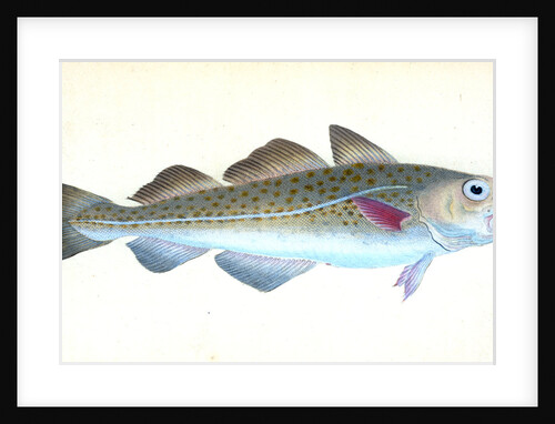 Common Cod-fish, Gadus Morhua by E. Donovan
