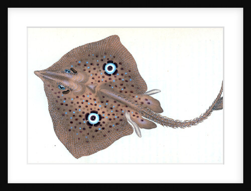 Mirror Ray, Raja miraletus by E. Donovan