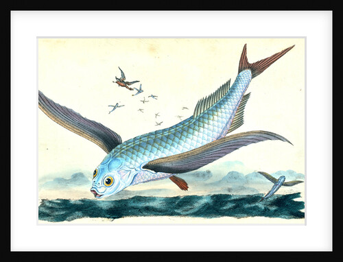 Flying-fish, Exocoetus Volitans by E. Donovan