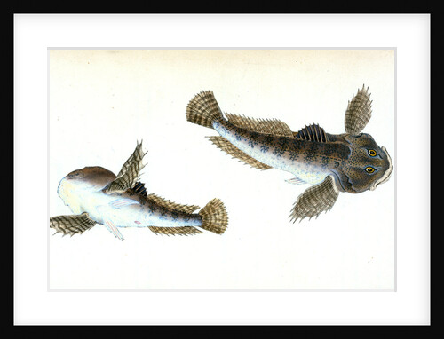 River Bull-head, Cottus Gobio by E. Donovan
