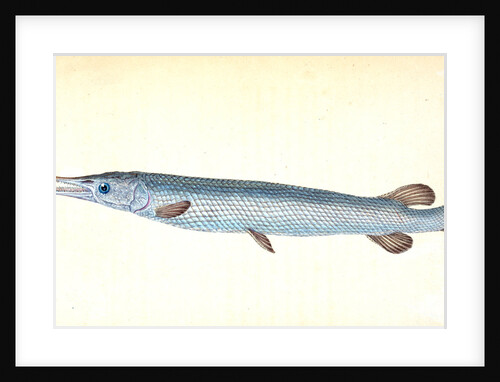 Great, or Bony Gar-fish, Esox Osseus by E. Donovan
